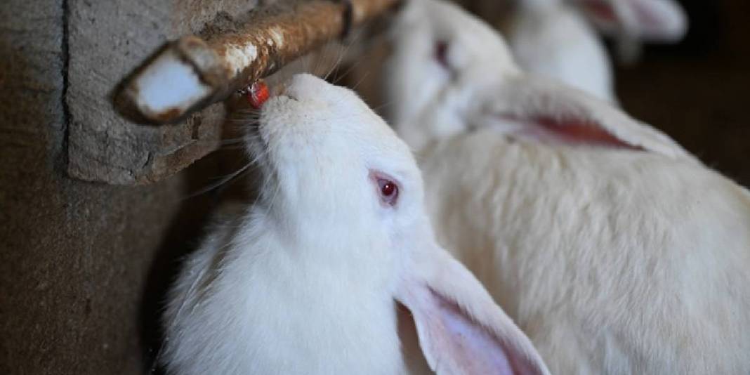 İnternette gördü, kendi çiftliğini kurdu! 6 ayda sayıları 500’e çıktı: Hedefi yurt dışına açılmak 4